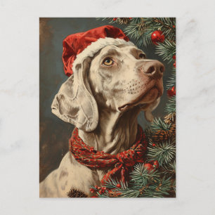 Weimaraner-jul Vykort