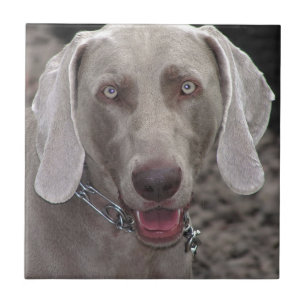 Weimaraner Kakelplatta