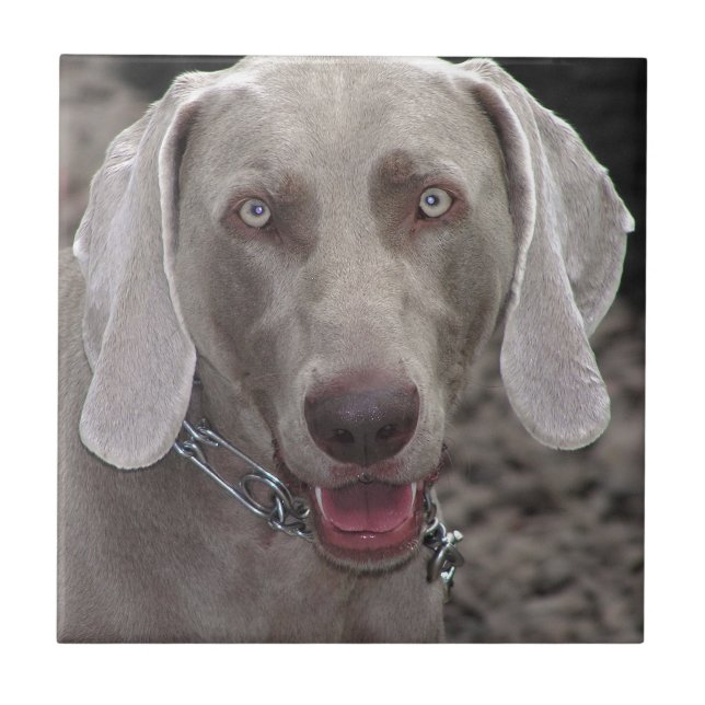 Weimaraner Kakelplatta (Framsidan)