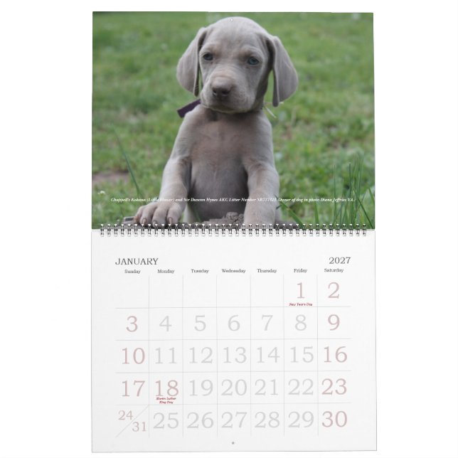 Weimaraner kalender 1 (Jan 2027)