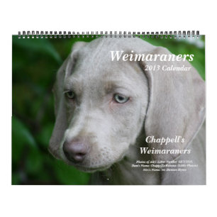 Weimaraner kalender 1