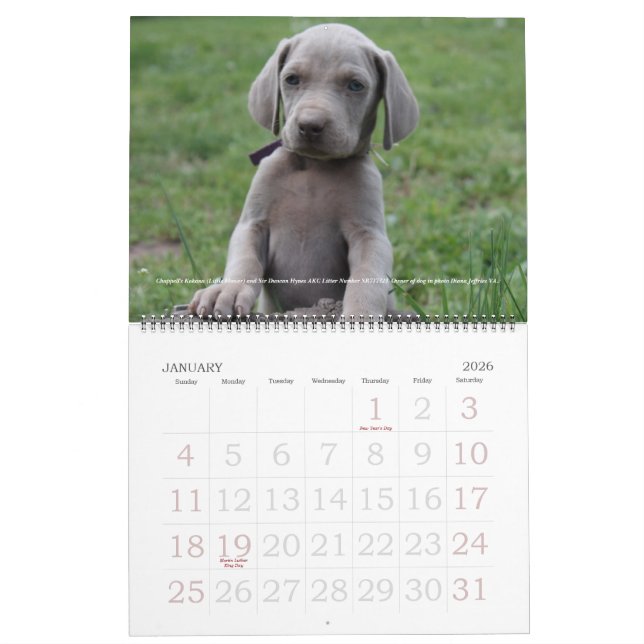 Weimaraner kalender 1 (Jan 2026)