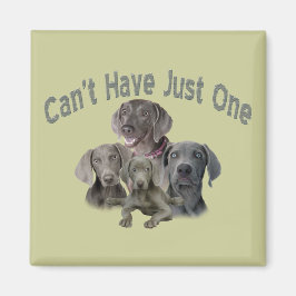 Weimaraner kan inte bara ha en magnet