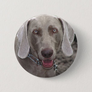 Weimaraner Knapp