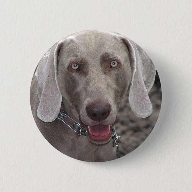 Weimaraner Knapp (Framsida)