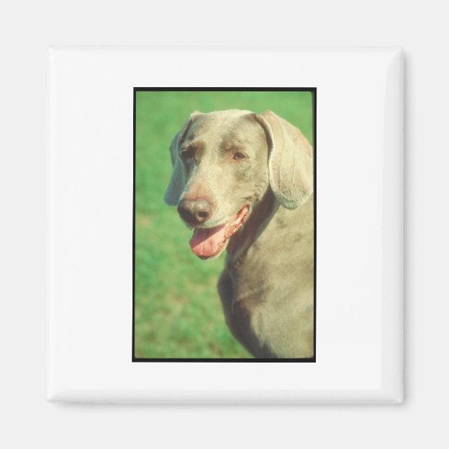 Weimaraner Magnet (Framsidan)