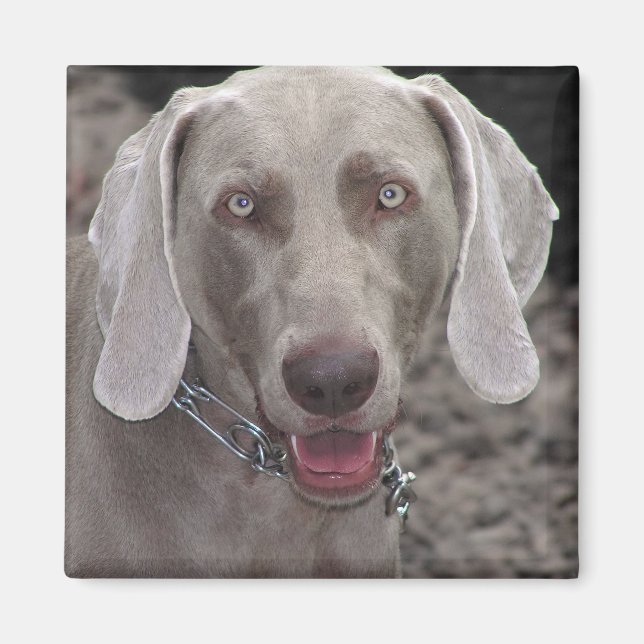 Weimaraner Magnet (Framsidan)