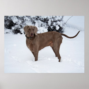 Weimaraner Male Hund in Winter Poster