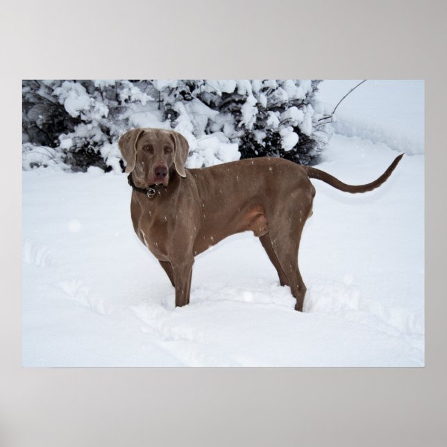 Weimaraner Male Hund in Winter Poster (Framsidan)