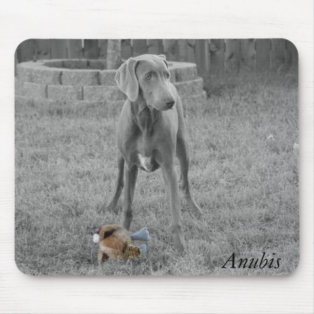 Weimaraner Musmatta (Framsidan)