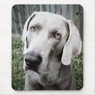 Weimaraner Musmatta