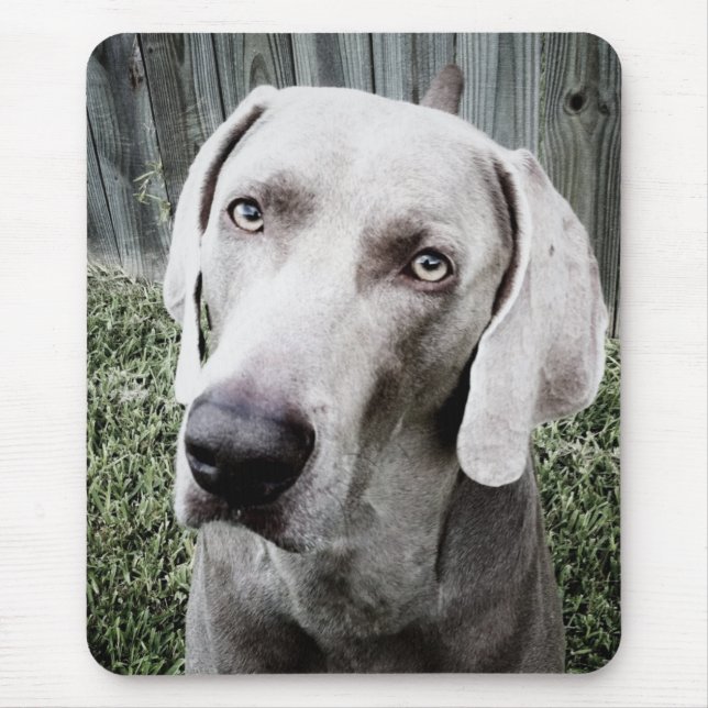 Weimaraner Musmatta (Framsidan)