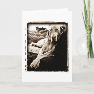 Weimaraner nation: "Ballous stol ", Kort