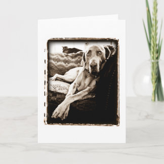 Weimaraner nation: "Ballous stol ", Kort