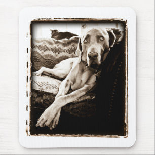 Weimaraner nation: "Ballous stol ", Musmatta
