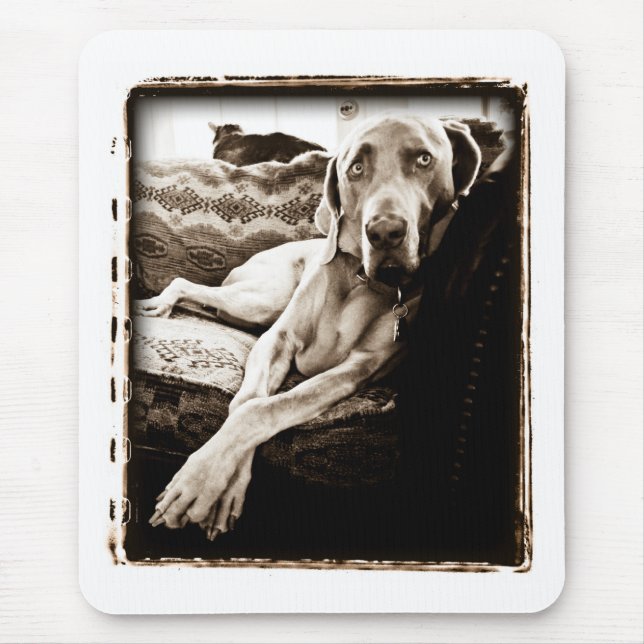 Weimaraner nation: "Ballous stol ", Musmatta (Framsidan)