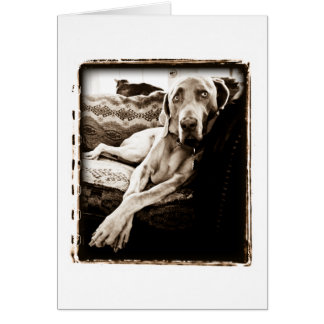 Weimaraner nation: "Ballous stol ", OBS Kort