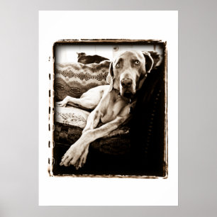 Weimaraner Nation : "Ballous stol" Poster