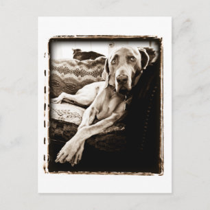Weimaraner Nation : "Ballous stol" Vykort