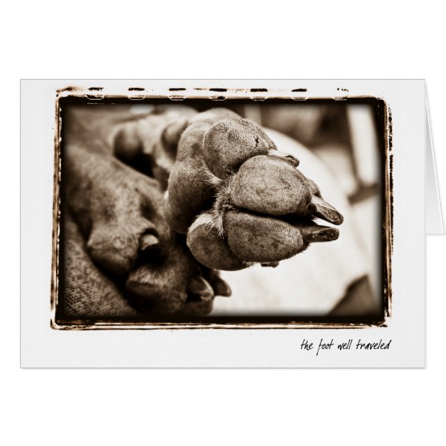 Weimaraner nation: "Den reste fotbrunnen ", Hälsningskort (Framsidan Horizontal)