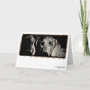 Weimaraner nation: "En fundersam stirrande ", Kort