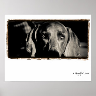 Weimaraner nation: "En fundersam stirrande ", Poster