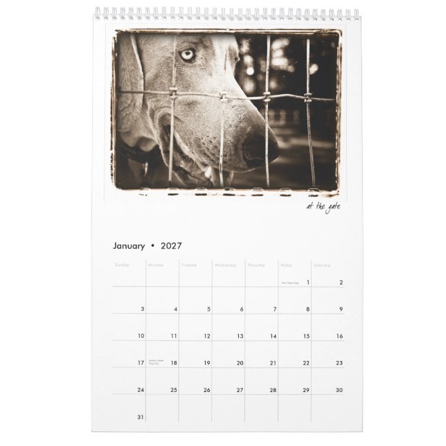 Weimaraner nation: En studie av Weimaraners Kalender (Jan 2027)
