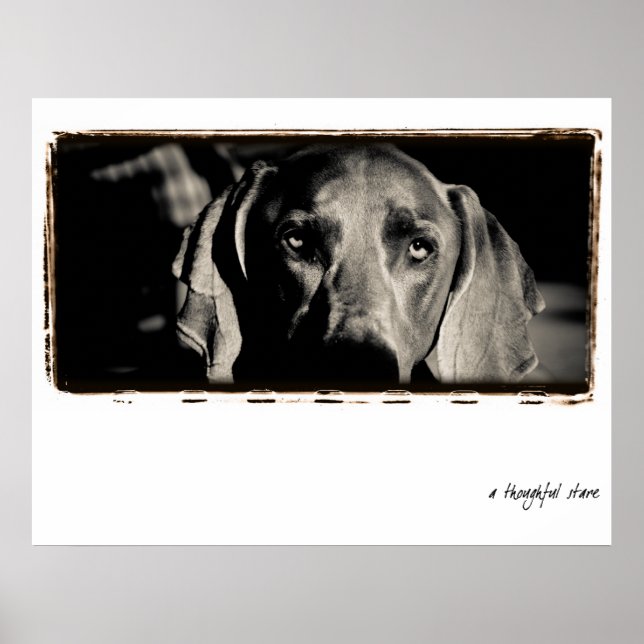 Weimaraner Nation : "En tankfull fasa" Poster (Framsidan)