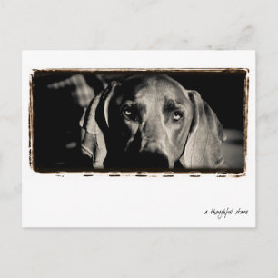 Weimaraner Nation : "En tankfull fasa" Vykort