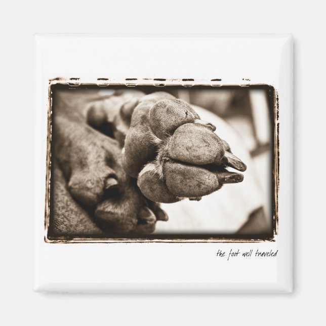 Weimaraner Nation : " Foot well Traveled" Magnet (Framsidan)