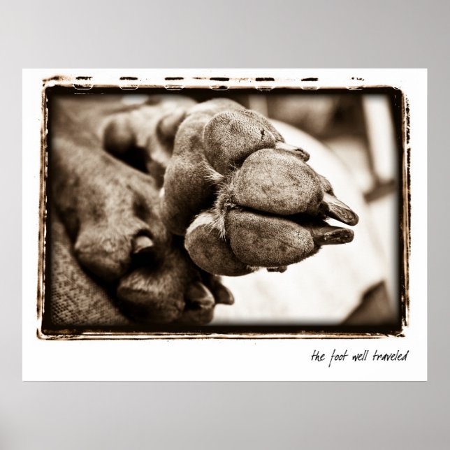 Weimaraner Nation : "Foot well Traveled" Poster (Framsidan)