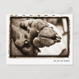 Weimaraner Nation : "Foot well Traveled" Vykort