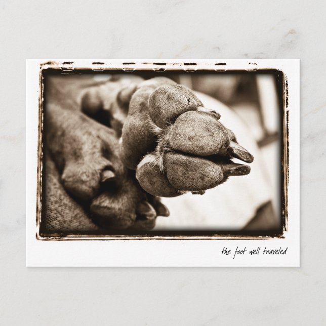 Weimaraner Nation : "Foot well Traveled" Vykort (Framsida)