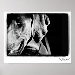 Weimaraner Nation : "Grått Ghost" Skriv ut Poster