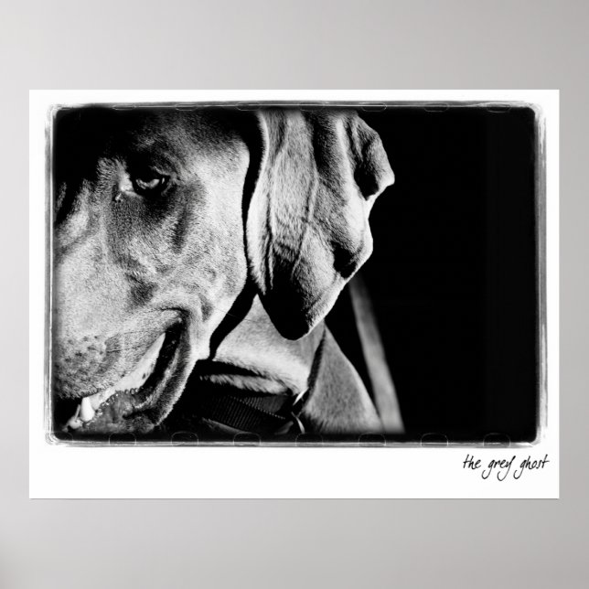 Weimaraner Nation : "Grått Ghost" Skriv ut Poster (Framsidan)