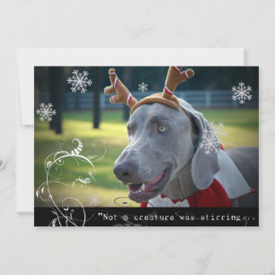 Weimaraner Nation: "Ingen varelse rörde om... Julkort