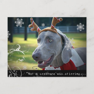 Weimaraner Nation: "Ingen varelse rörde om... Vykort