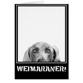 Weimaraner nation: Weimaraner i en boxas! Hälsningskort
