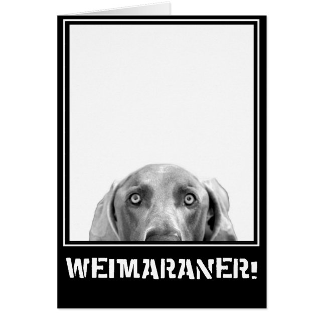 Weimaraner nation: Weimaraner i en boxas! Hälsningskort (Framsidan)