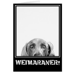 Weimaraner nation: Weimaraner i en boxas! Hälsningskort
