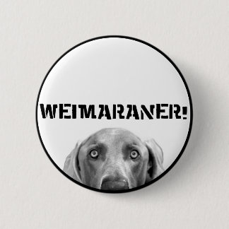 Weimaraner nation: Weimaraner i en boxas! Knapp