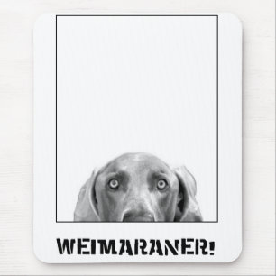 Weimaraner nation: Weimaraner i en boxas! Musmatta