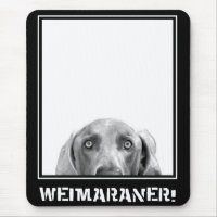 Weimaraner nation: Weimaraner i en boxas!