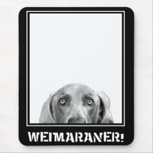 Weimaraner nation: Weimaraner i en boxas! Musmatta