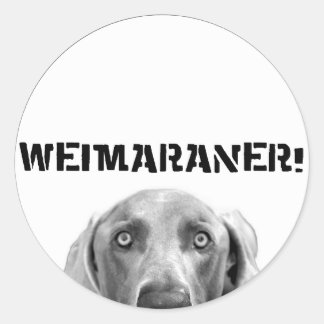 Weimaraner Nation: Weimaraner i en låda (cirkel) Runt Klistermärke