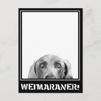 Weimaraner Nation : Weimaraner i en låda! Vykort