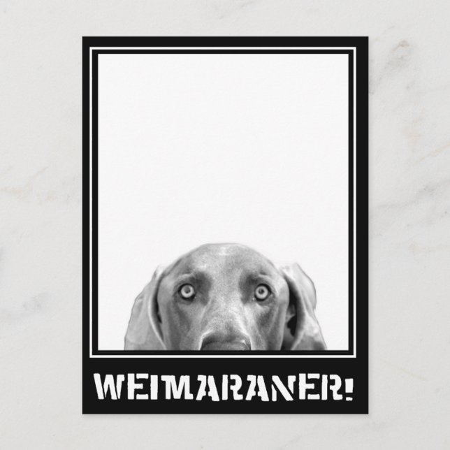 Weimaraner Nation : Weimaraner i en låda! Vykort (Framsida)