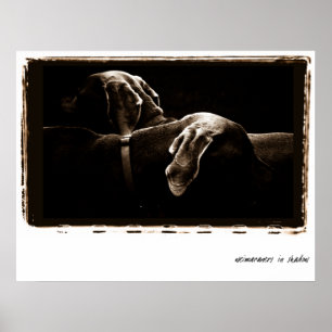 Weimaraner nation: Weimaraners skuggar in Poster