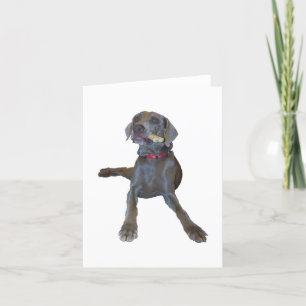 Weimaraner noterar kortet kort