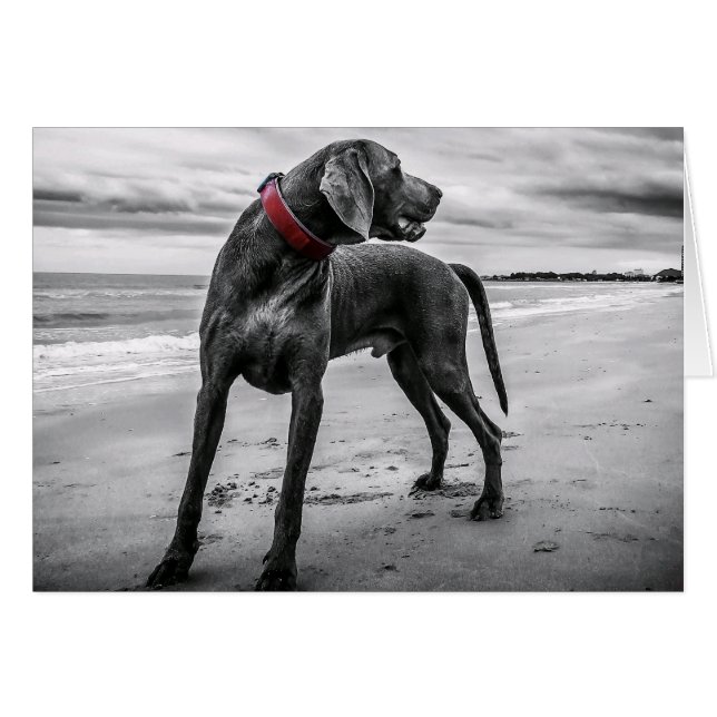 Weimaraner på Beach Blank Card Hälsningskort (Framsidan Horizontal)